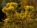 Pinus mugo December Gold IMG_1806 Sosna kosodrzewina